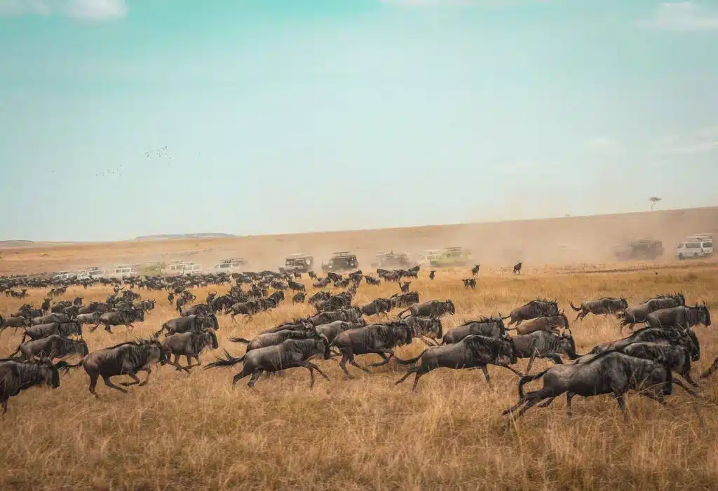 Safari In Kenya